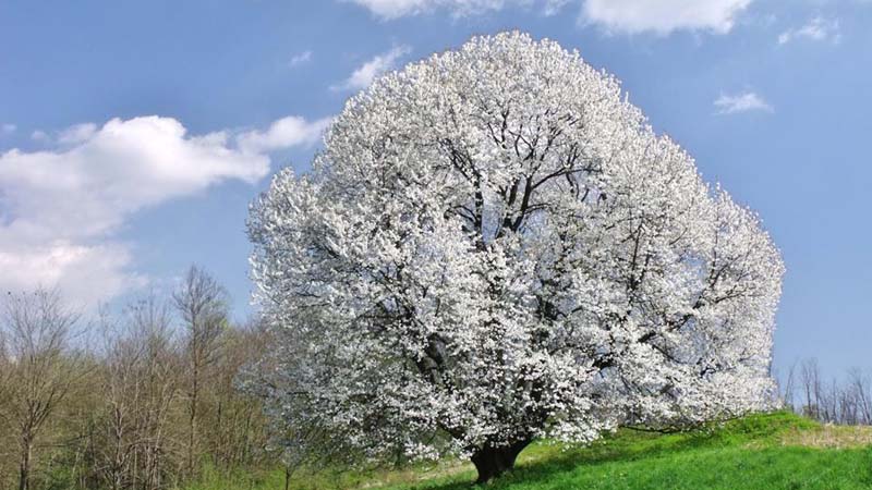 Ciliegio monumentale in Brianza