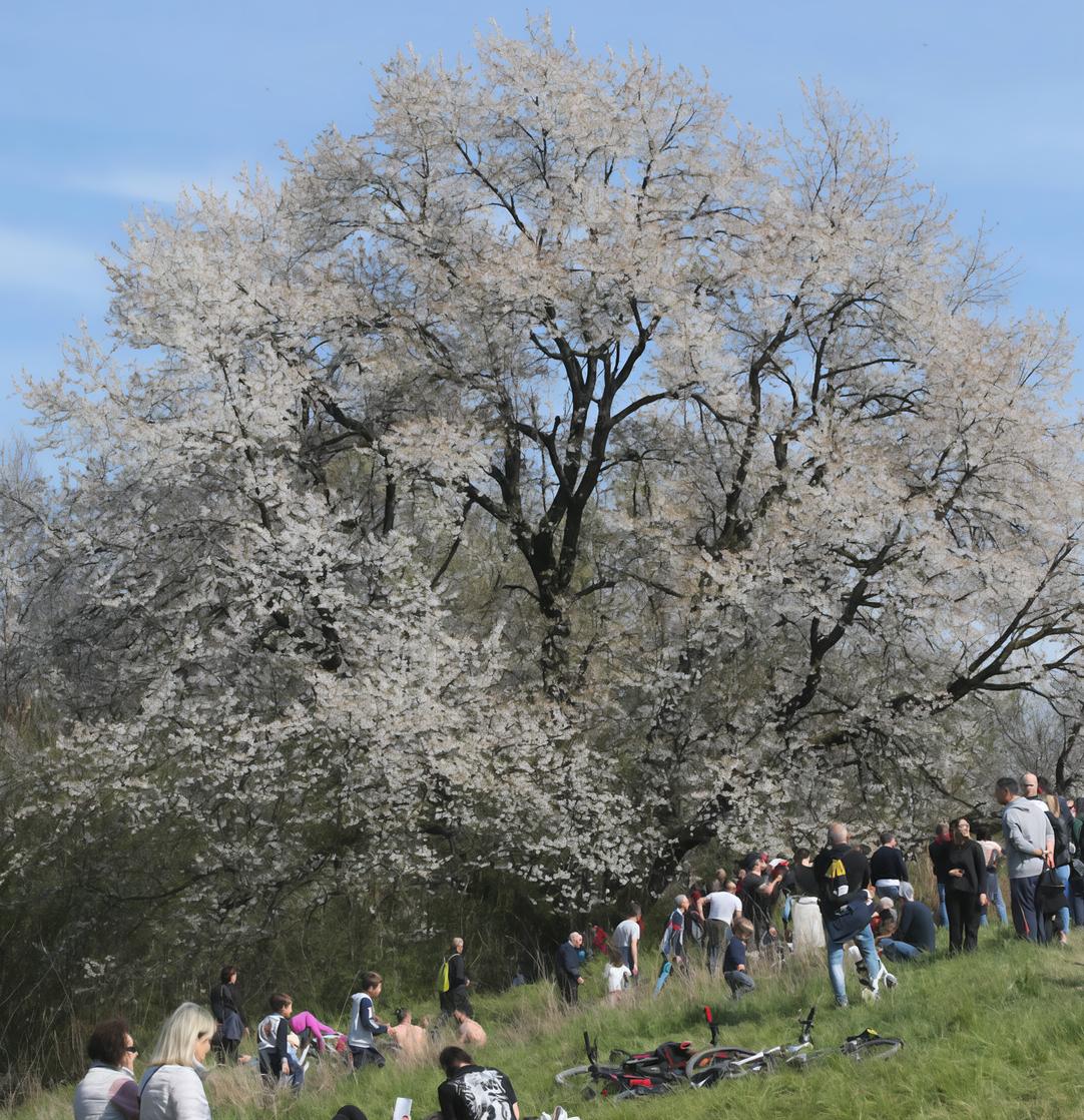 Ciliegio monumentale