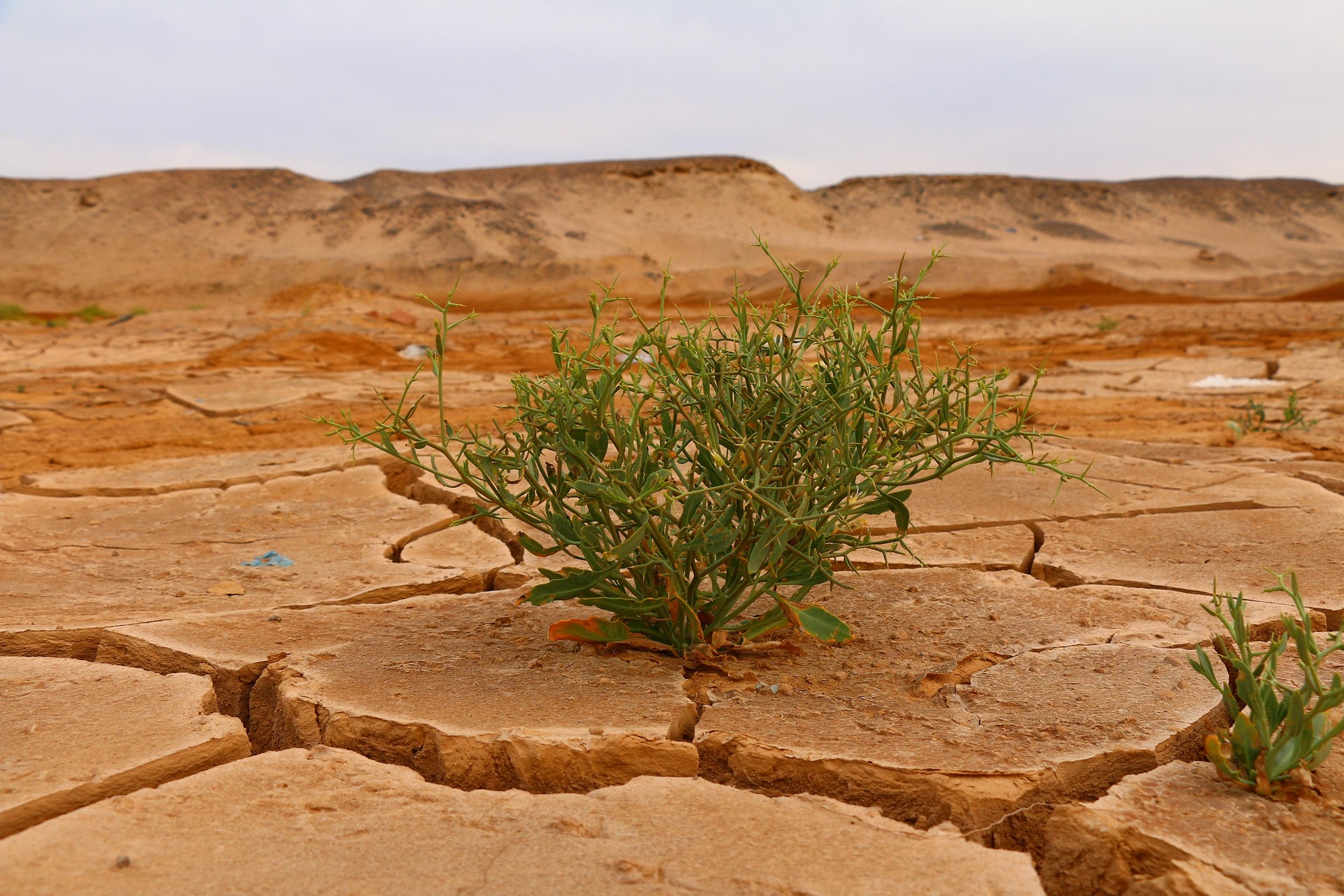 Pianta verde solitaria tra rocce aride in un deserto, con colline sabbiose sullo sfondo.